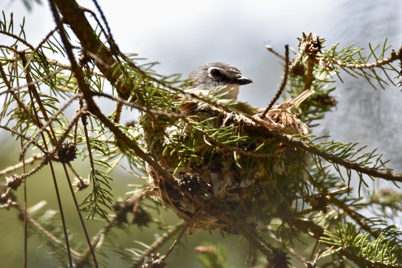 Nido de Vireo Anteojillo