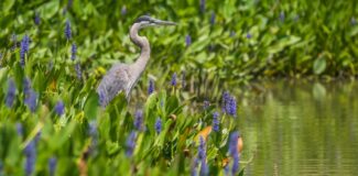a Great Blue Heron standing on the edge of a body of water among green aquatic plants with purple flowers