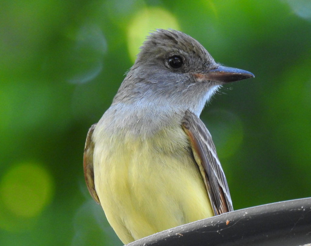 Great Crested Flycatcher