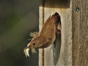 a House Wren with a feather in its bill, perched on the outside of a wooden nest box