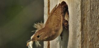 a House Wren with a feather in its bill, perched on the outside of a wooden nest box