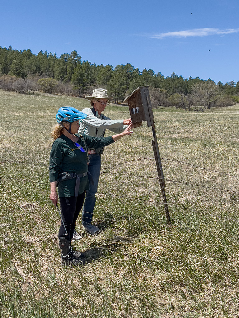 Checking Mountain Bluebird Nests