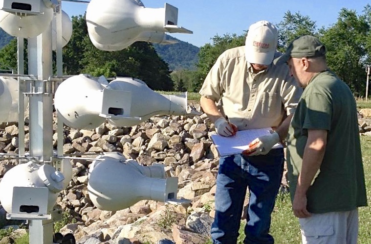 Monitores Revisando las Calabazas Nido de Golondrina Azulnegra