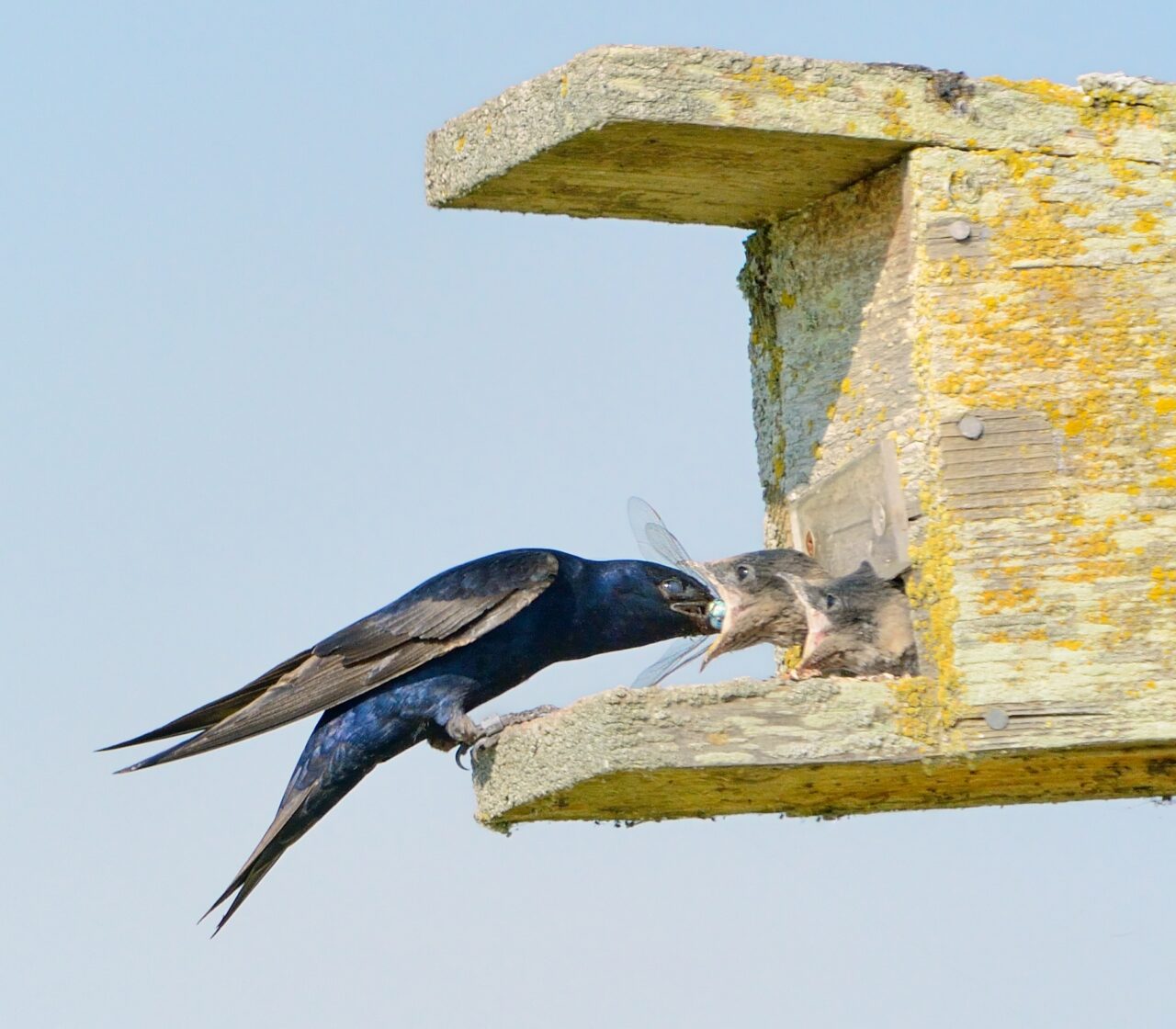 Una Golondrina Azulnegra Alimentando a sus Crías