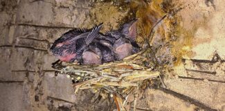 several partially feathered chimney switfts sitting in a nest that is built on the inside brick wall of a chimney