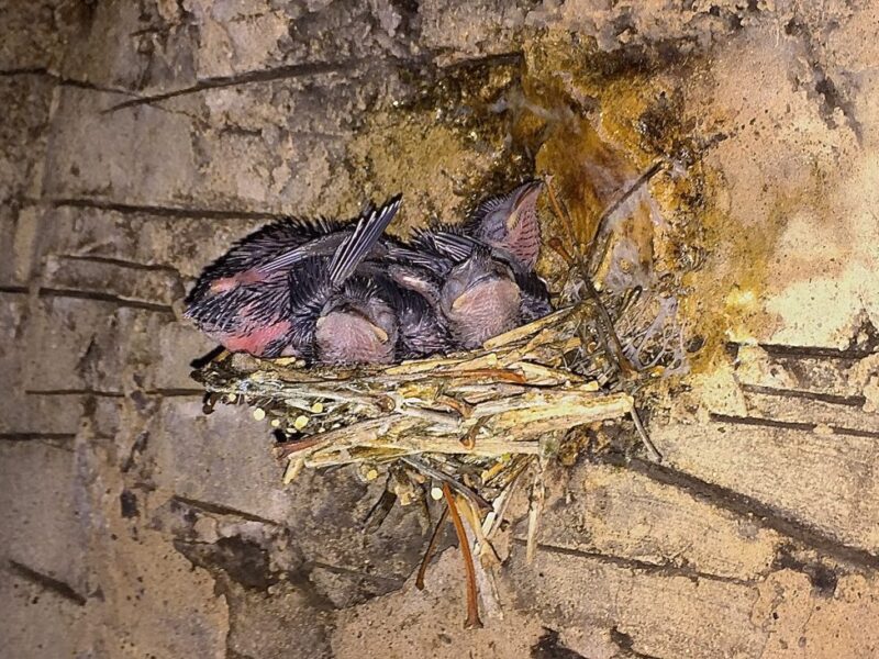 several partially feathered chimney switfts sitting in a nest that is built on the inside brick wall of a chimney