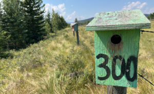 A nest box is mounted on a fence post along a pasture fence, with trees and another nest box in the background.