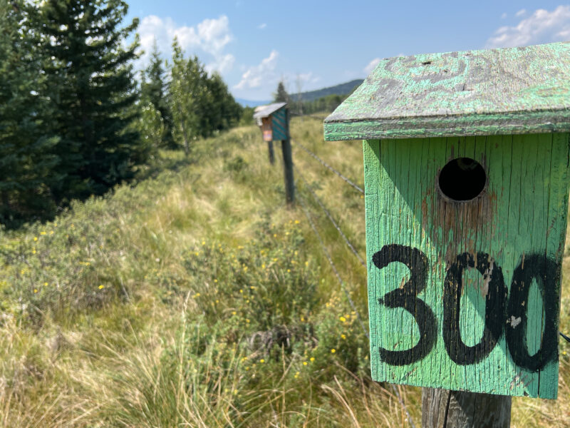 A nest box is mounted on a fence post along a pasture fence, with trees and another nest box in the background.
