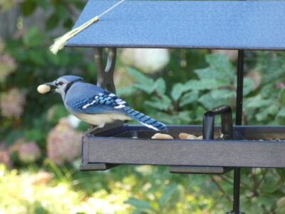 NestWatch  Blue Jays - NestWatch