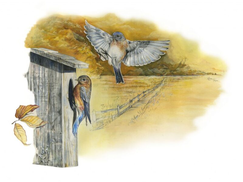 an illustrated picture of a bluebird coming in to land at a nest box which has another bluebird perched at the entrance hole.