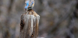 a bluebird perched on a wooden post