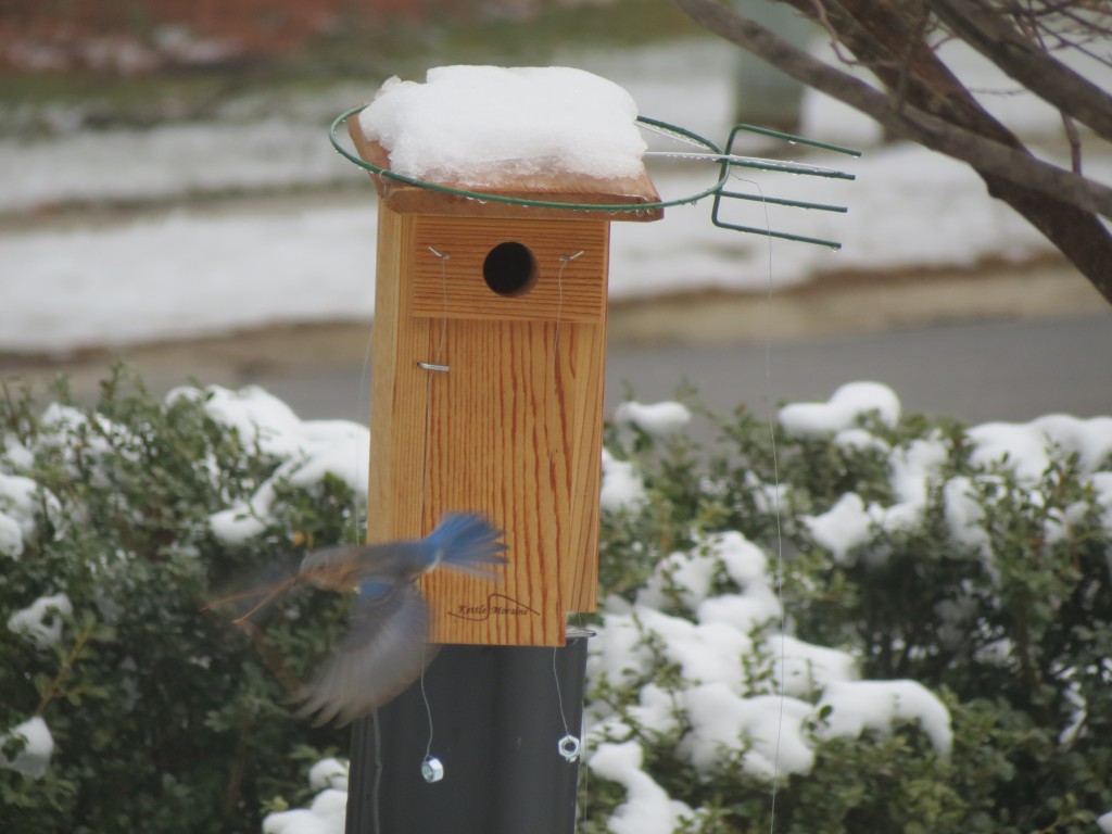 Spring Snow Is A Setback