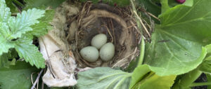3 House Finch eggs lie in a nest surrounded by greenery