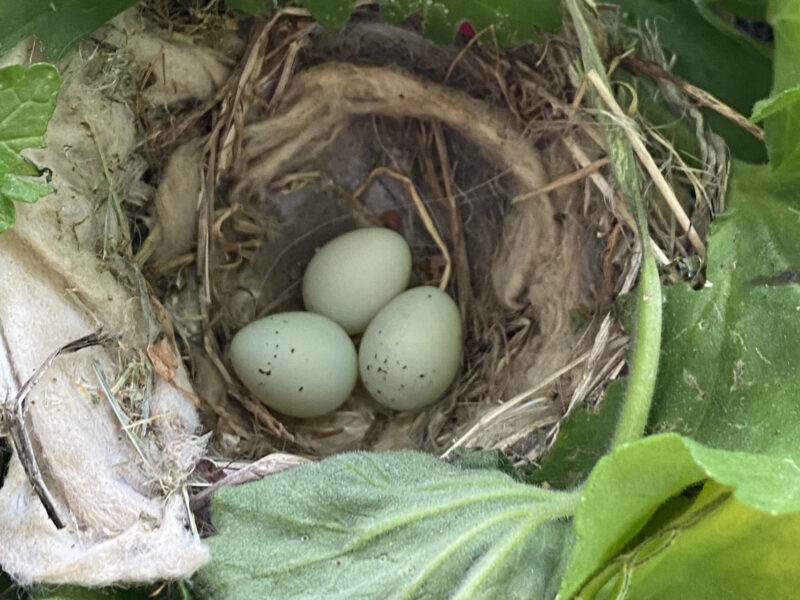 3 House Finch eggs lie in a nest surrounded by greenery