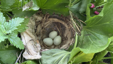 3 House Finch eggs lie in a nest surrounded by greenery