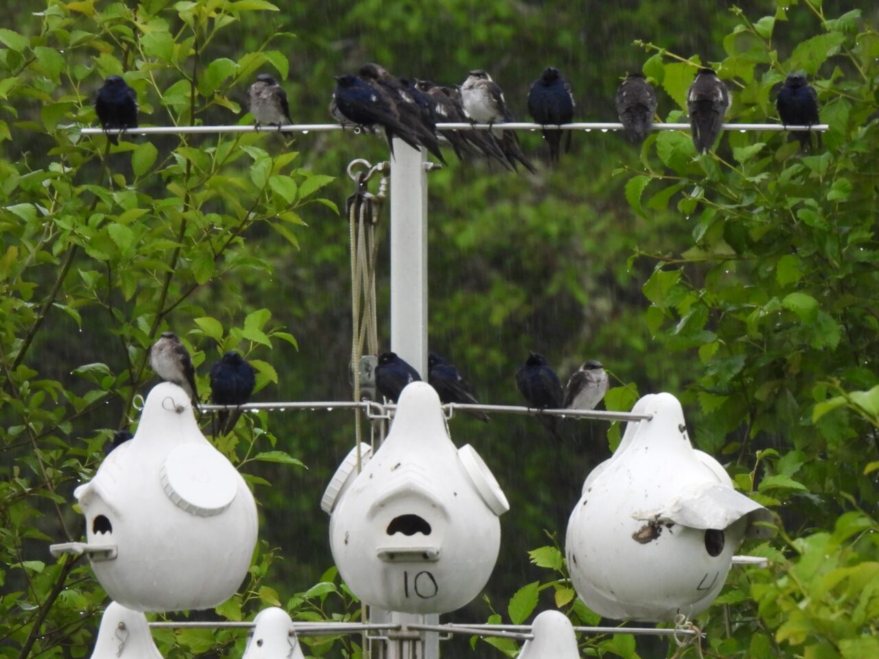 Purple (Martin) Rain