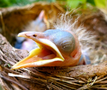 a robin nestling with its head lying on the edge of a robin nest with its beak wide open. Its eyes are still closed and you can see its siblings behind it.