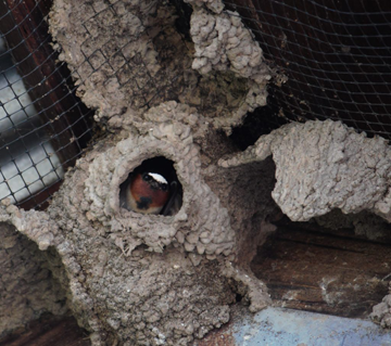 an adult cliff swallow looking out of the entrance of its mud nest