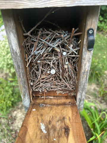 an open nest box with a house wren nest inside made of twigs and several nails