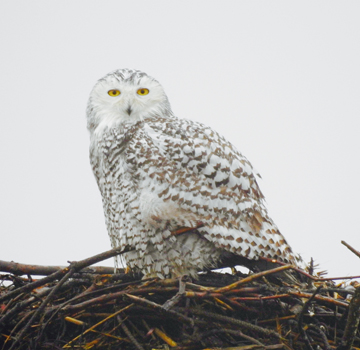 a snowy owl with gray mottling perched on top of a large pile of stick, likely a nest.