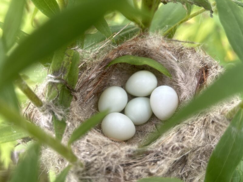 five white goldfinch eggs in a nest made of downy plant materials, located in dense vegetation.