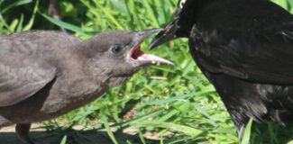 NestWatch  Managing House Sparrows and European Starlings - NestWatch