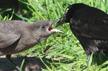 an adult grackle feeding a hungry, recently-fledged chick.