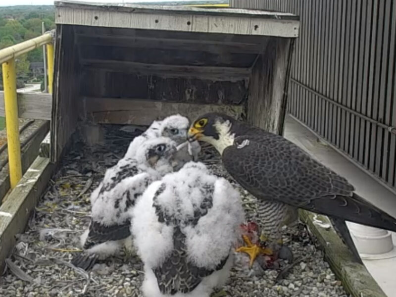 An adult Peregrine Falcon feeds its nestlings near a nest box.