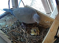 an adult dove perched at the edge of a nest built on a platform, containing two nestlings.
