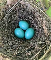 three blue eggs in an open cup nest made of twigs and rootlets
