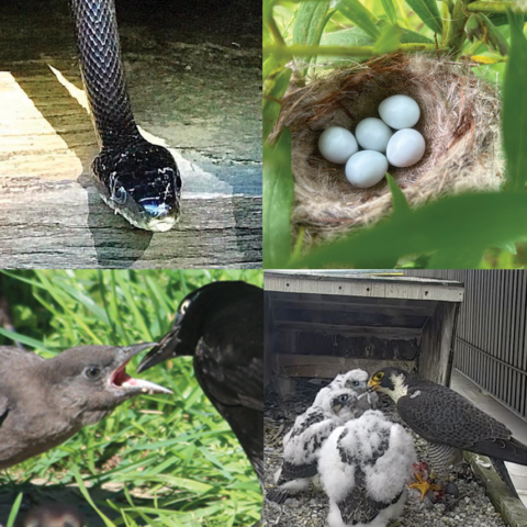 a square frame with a different image in each quadrant. The top left is a snake in a wooden structure, the top right is a goldfinch nest in greenery with white eggs, the bottom left is an adult grackle feeding a young grackle, and the bottom right is an adult peregrine falcon feeding several fluffy white chicks.