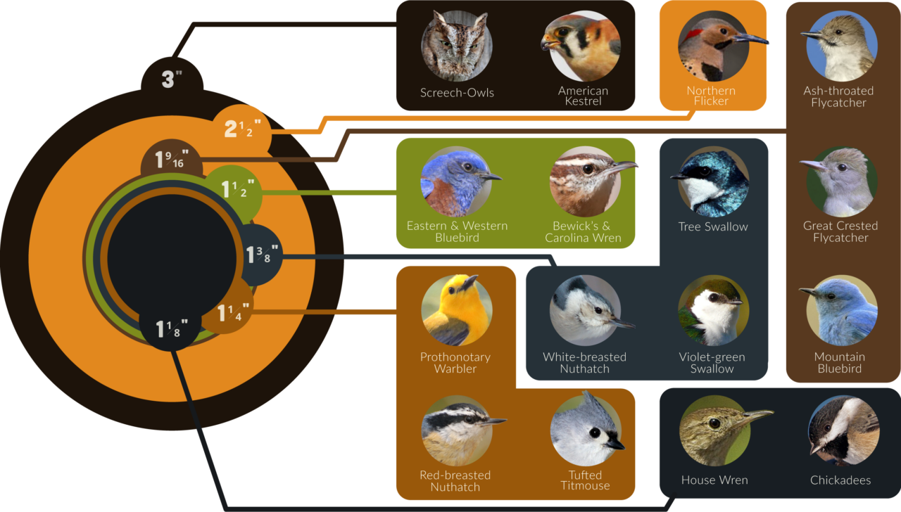 infographic for the right hole size of a nest box for the right bird