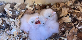 two white fuzzy kestrel nestlings in a bed of wood shavings inside a nest box.