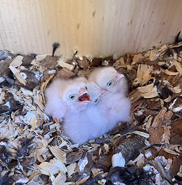 two white fuzzy kestrel nestlings in a bed of wood shavings inside a nest box.