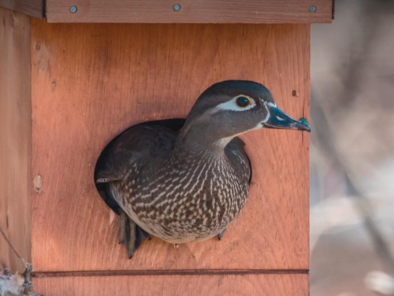 the cover image of the NestWatch Digest, featuring a female wood duck sitting in the entrance of a nest box.