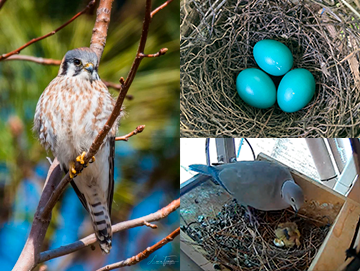 three images: an american kestrel sitting on a tree branch is taking up the left half of the image, and the right half of the image has a gray catbird nest with three blue eggs on the top and a nest camera image of a Mourning Dove nest on the bottom.