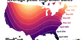a map of the contiguous united states with a heat map showing peak migration dates. These dates occur later in the year as you move northward, with a dip in the lateral lines over the rocky mountain area. The dates range from April 24 in Florida, to May 15 in Maine.