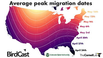 a map of the contiguous united states with a heat map showing peak migration dates. These dates occur later in the year as you move northward, with a dip in the lateral lines over the rocky mountain area. The dates range from April 24 in Florida, to May 15 in Maine.