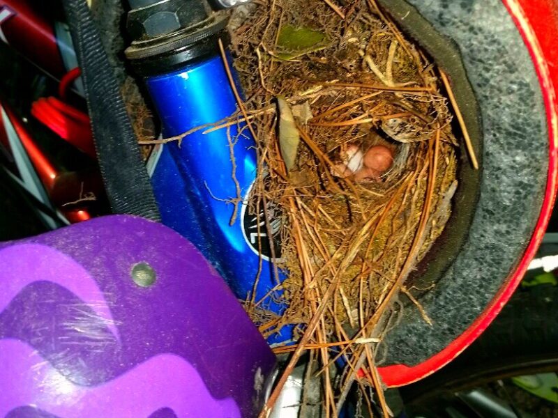 a carolina wren nest with eggs tucked into a helmet in someone's garage.