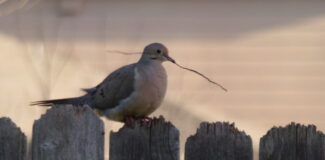 a mourning dove perched on top of a wooden fence, holding a stick in its beak.