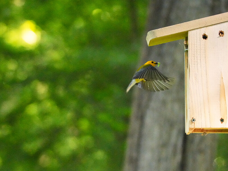 a prothonotary warbler in flight, about to land in the entrance hole of a wooden nest box. It has a caterpillar in its beak.