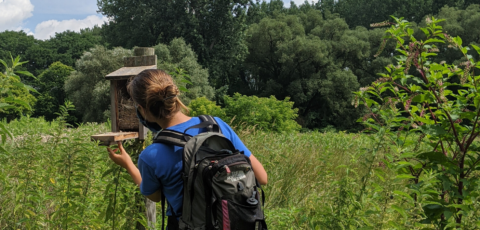 A college student checks a nest box in a field