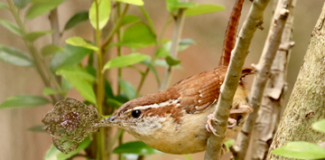 a wren perched sideways on a branch, with a leaf in its beak.