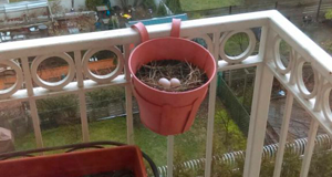 a mourning dove nest in a planter that has been hung on the railing of a balcony in New York City.