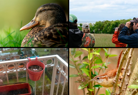 clockwise from upper left: the head and breast of a serene female mallard; several people with binoculars looking across a field out of frame; a carolina wren perched sideways on a branch and holding a leaf in its beak; a mourning dove nest in a planter that has been hung on a balcony of an apartment.