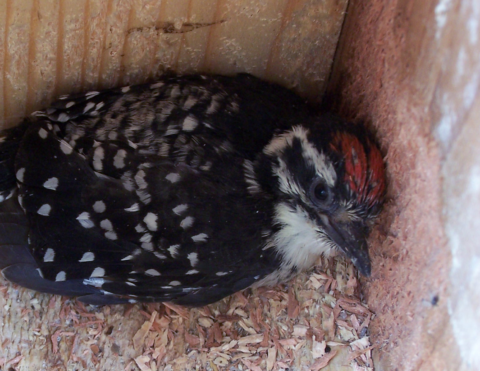 a Nuttall's Woodpecker feathered nestling lies in a nest box