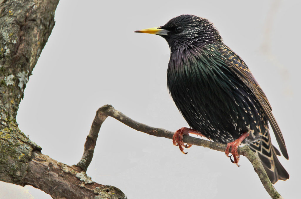 European Starling (sexes alike)