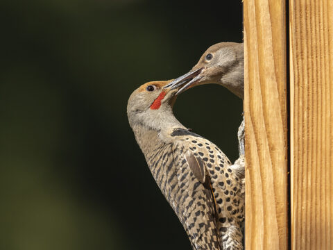 a northern flicker perched at the entrance of a nest box, feeding its young.