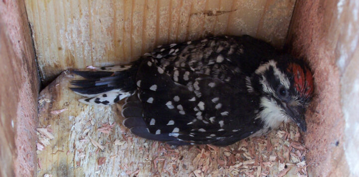 a Nuttall's Woodpecker feathered nestling lies in a nest box