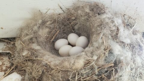 a nest made of fluffy materials and containing 5 white eggs.